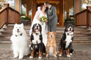 cachorro no casamento